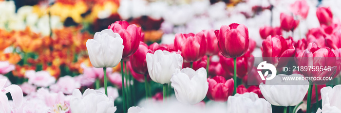 春季郁金香盛开的花坛特写。荷兰公共花园