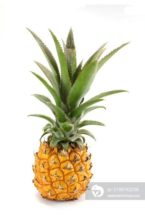 ananas victoria