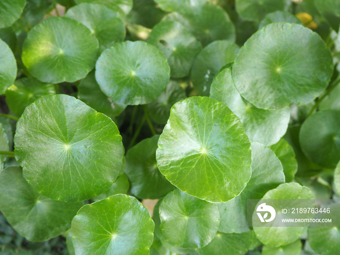 centella asiatica or gotu kola leaves use as ingredient cosmetics and beauty product, including is a