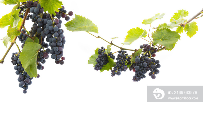 red grapes on a branch with leaves isolated on a white background