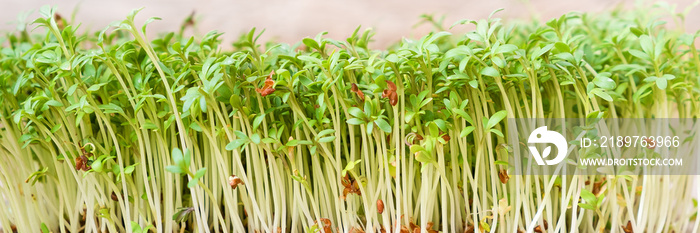 Closeup of sprouted grains cress salad grow on wet linen mat.