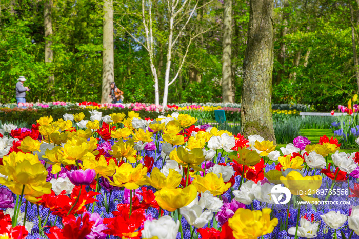 荷兰凯肯霍夫公园。春天五颜六色的郁金香花坛。凯肯的五颜六色的郁金香