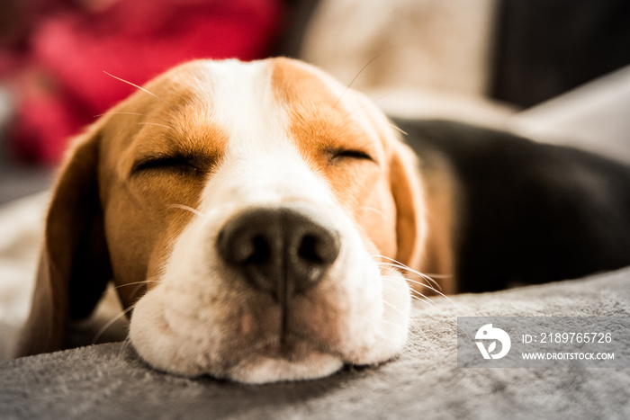 Beagle dog tired sleeps on a couch