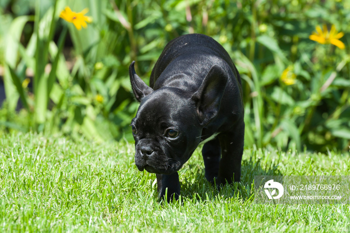 Junge Französische Bulldogge