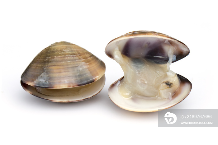 在白色背景上分离的新鲜珐琅venus shell（Meretrix lyrata）的图像。Meretrix shell是