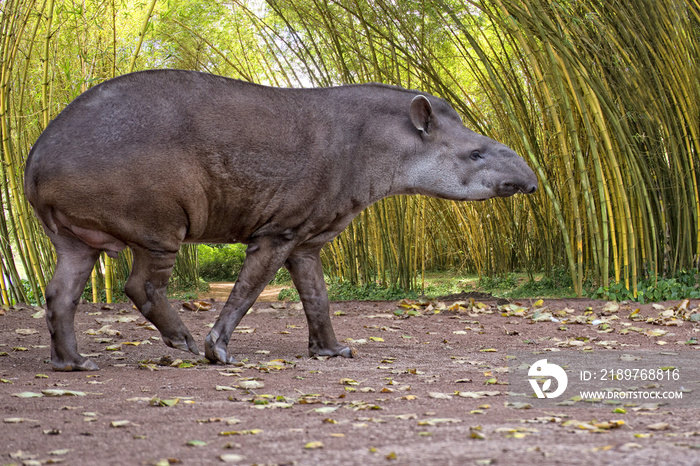 Tapir portrait while looking at you