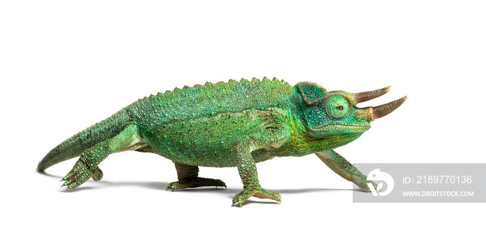 Side view of a Jacksons horned chameleon walking