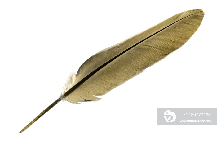 Single bird feather in brown isolated on a white background