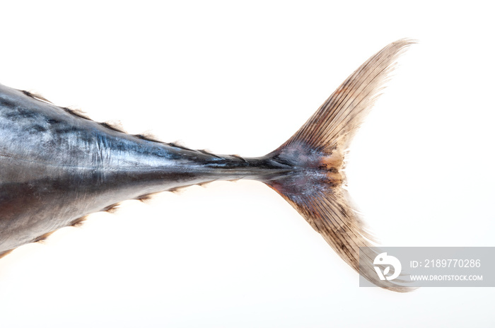 FRESH TUNA ON WHITE BACKGROUND IN STUDIO