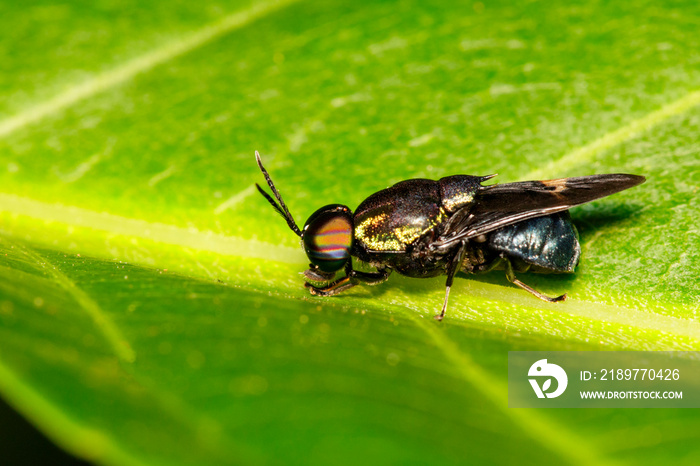 Image of Clubbed General Soldier fly, Stratiomys , Fly, Flies (Stratiomyidae) on green leaf. Insect.