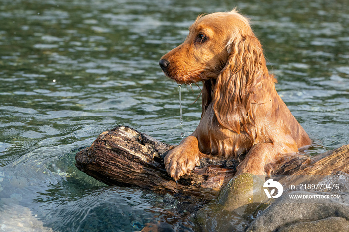 happy puppy dog cocker spaniel in the river