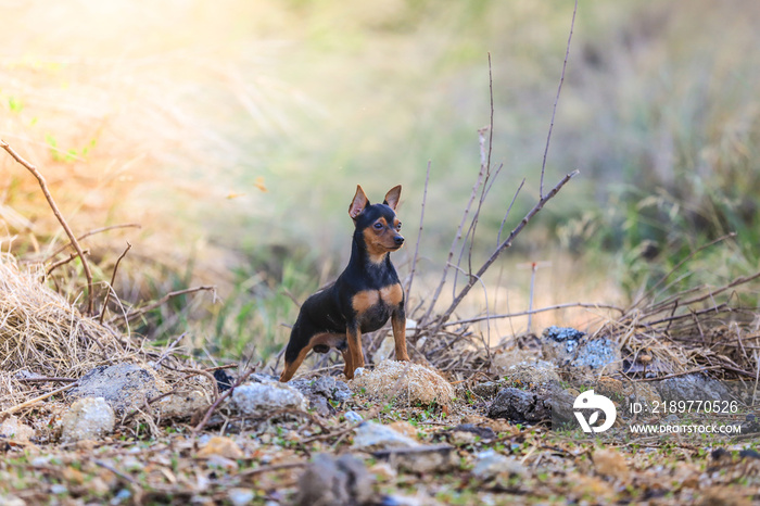 Miniature pinscher dog.