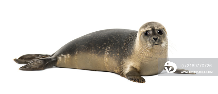 Common seal lying, looking away, Phoca vitulina, 8 months old, isolated on white