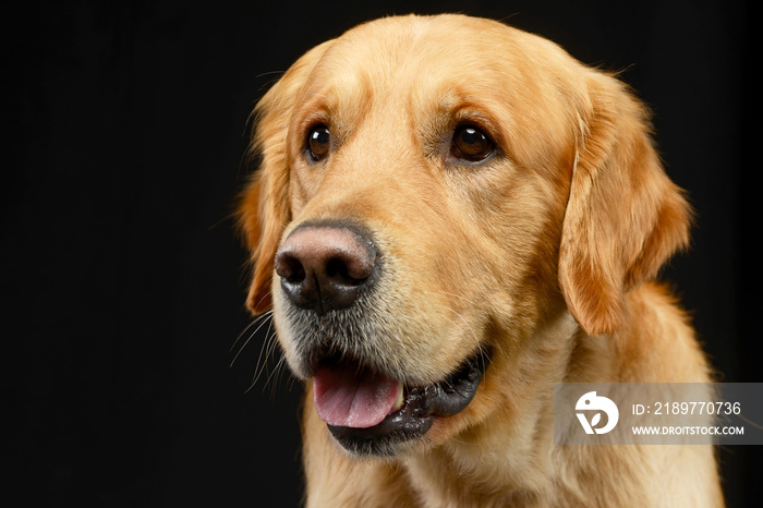 Portrait of an adorable Golden retriever