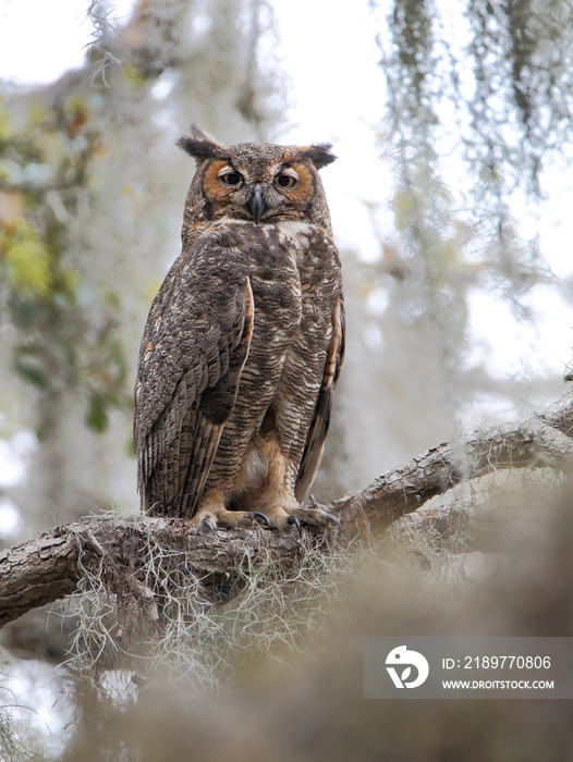 Great horned owl (Bubo virginianus) in tree, Kissimmee, Florida, USA