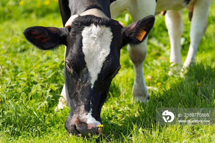 Cow Eating Green Grass on a Meadow / Close up of head of black and white cow while eating the green 