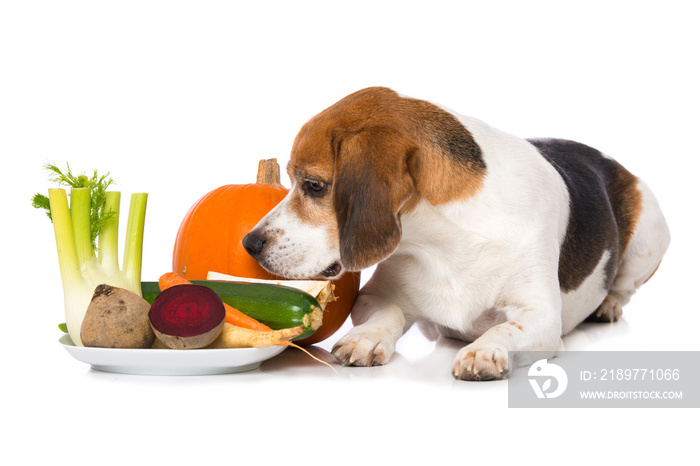 Beagle dog with vegetables isolated on white background