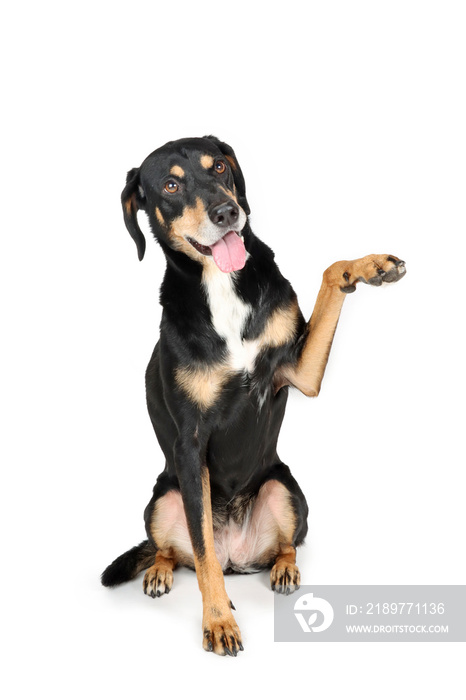 Pinscher dog mixed with beauceron  sitting  on white, raising paw up to give high five or shake