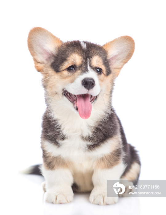 Happy Brown Pembroke Welsh Corgi puppy looking at camera. isolated on white background