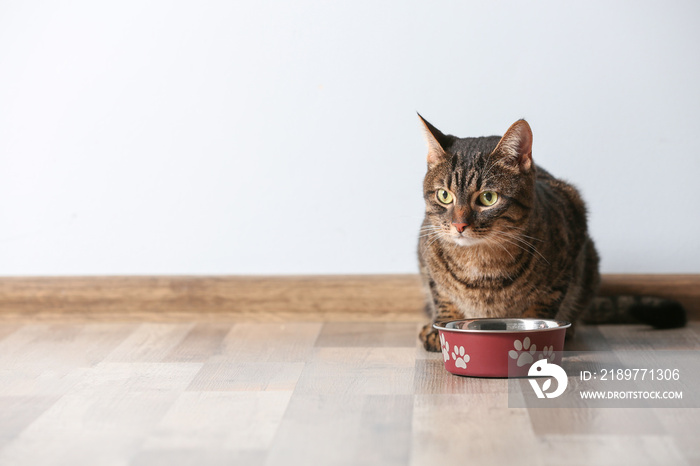 Cute funny cat and bowl with food at home