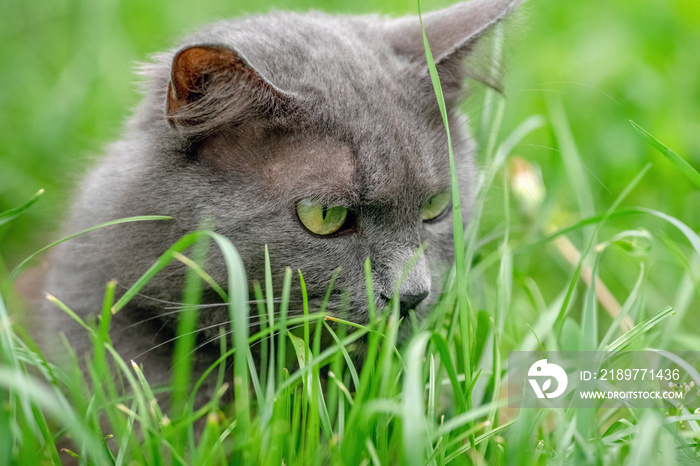 灰色毛茸茸的猫躲在绿草中