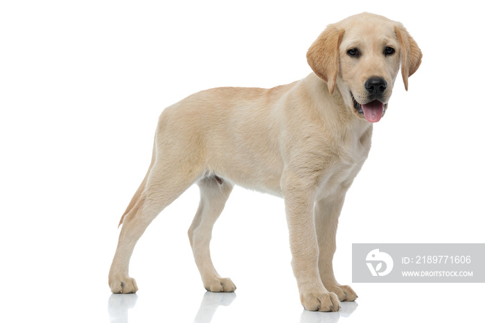 side view of a labrador retriever puppy dog standing