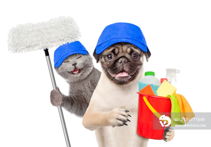 清洁概念。戴着蓝色帽子的猫和狗拿着装有洗涤液的水桶，爪子里拿着拖把。隔离