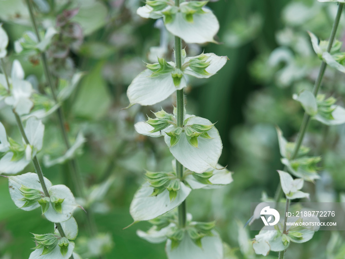 Salvia sclarea, sauge sclarée à floraison printanière sur une longue panicule aux rameaux aux fleurs