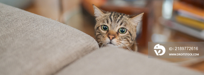 可爱的短毛猫看起来很好奇，在家里窥探捉迷藏