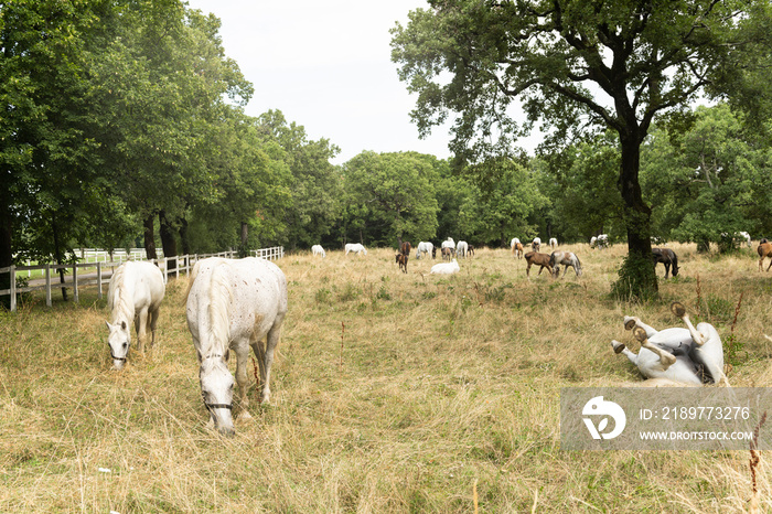 Lipizzan或Lipizzaner白马在斯洛文尼亚Lipica种马场的草地上放牧