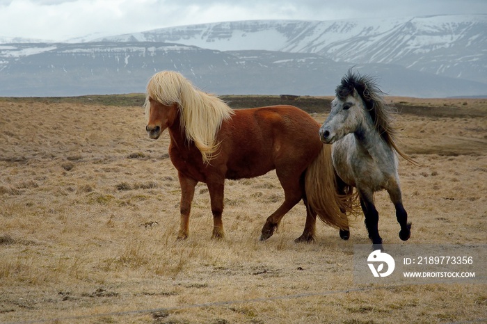 Icelandic horses in Iceland playing and loving