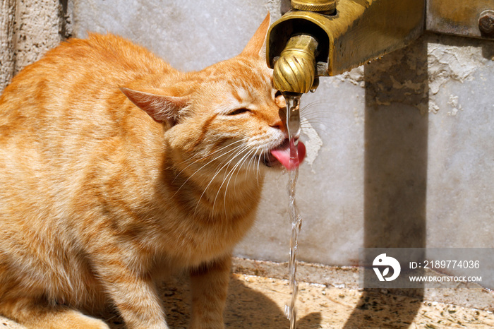 cat drinking