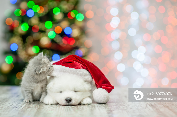 圣诞节背景下，小猫戴着红色圣诞老人帽，嗅着昏昏欲睡的白色毛茸茸的萨摩耶小狗
