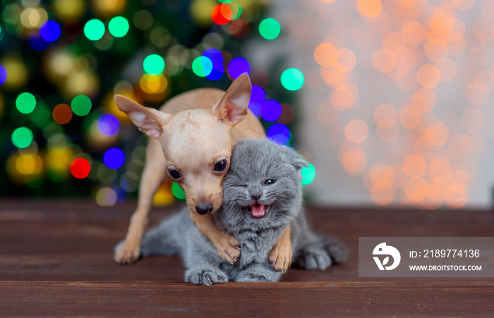 玩具梗的小狗和小猫在圣诞树的背景上