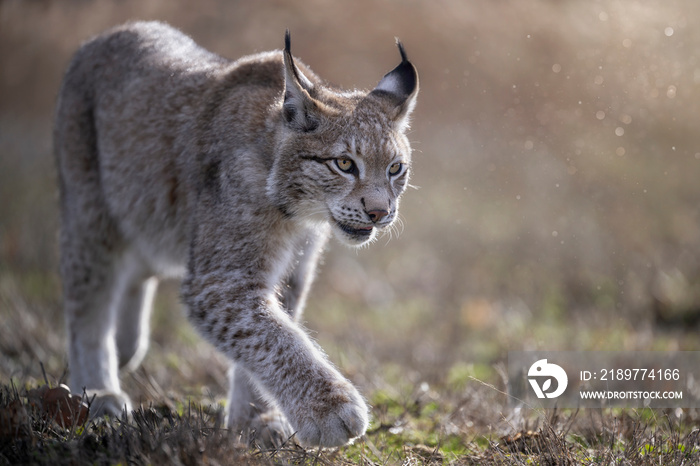 A lynx kitten crawls in a meadow.