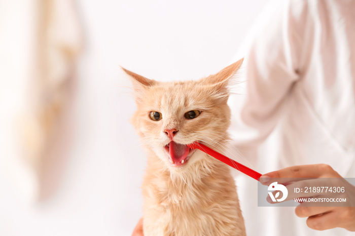 Veterinarian brushing cats teeth in clinic