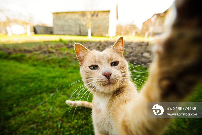 Funny red-haired cat doing selfie