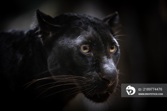 Closeup Black panther