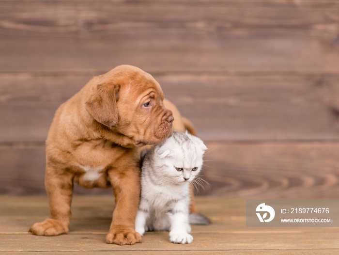 Puppy sniffing kitten on wooden background. Empty space for text