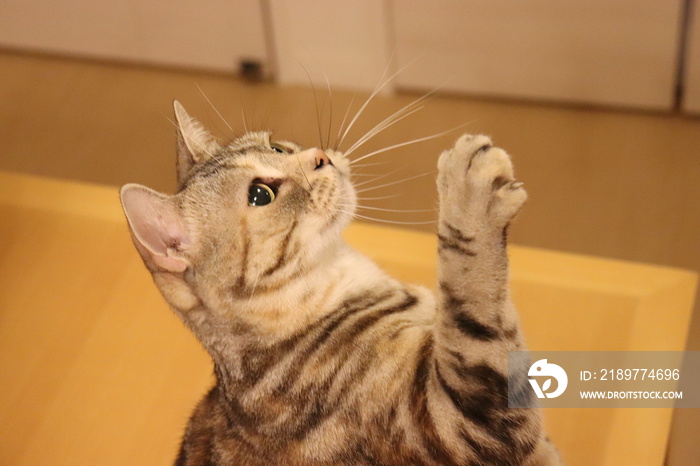 挙手をする猫アメリカンショートヘアー