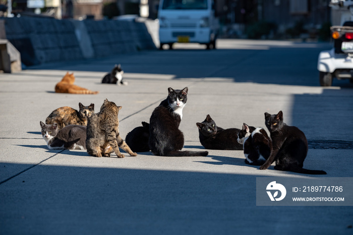 Herd of stray cats in a fishing village