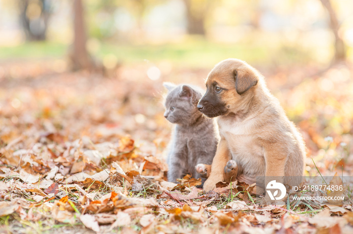 杂种小狗和小猫一起站在秋叶上，看着远方