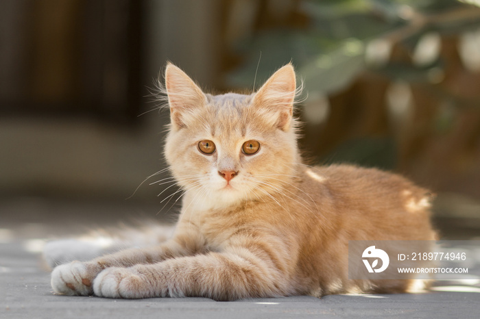 可爱的姜黄色小猫躺在院子里，猫在户外散步，可爱的宠物在大自然中的画像