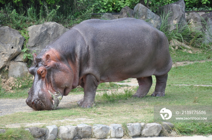 カバ　水辺の生き物　動物園　全身