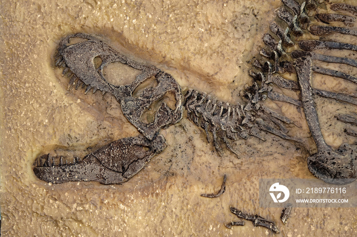 Tyrannosaurus rex fossil, Close up with selective focus. T.rex was one of the largest meat-eating di