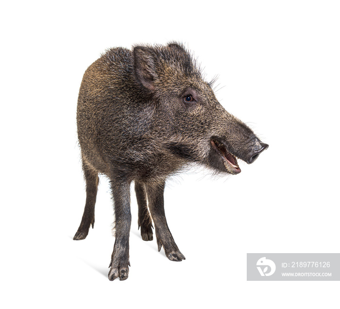 Standing Wild boar, isolated on white