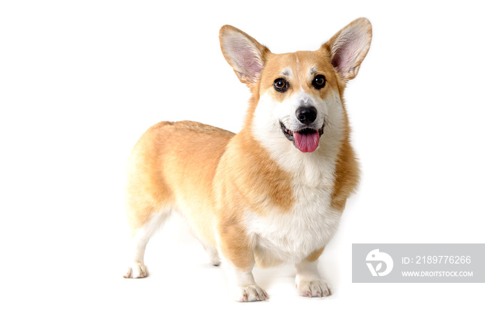 dog welsh corgi standing on white background