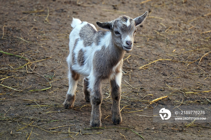 Young goat/ calf - farm animal