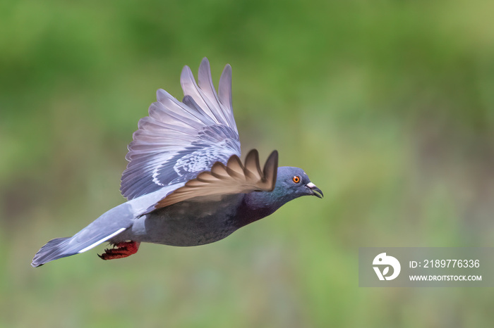 Image of pigeon flying on nature background. Bird, Animals.