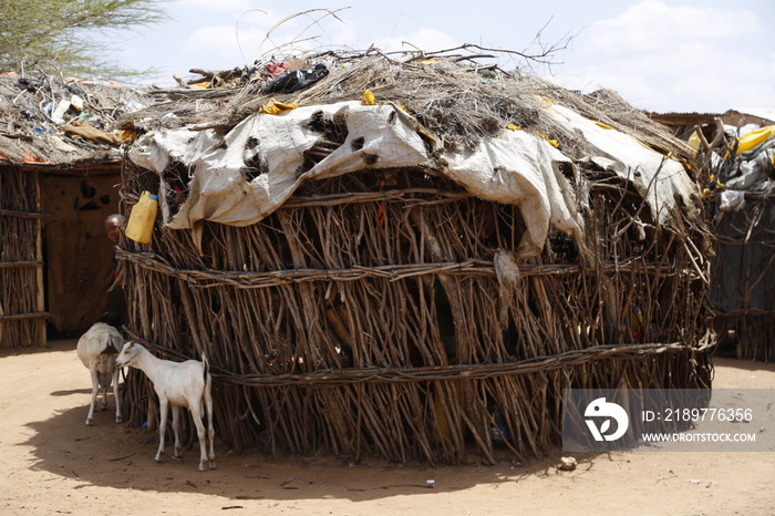 Goats by a shack